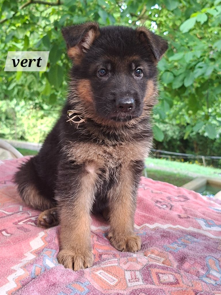 Des Bergers Du Garon - Chiots disponibles - Berger Allemand