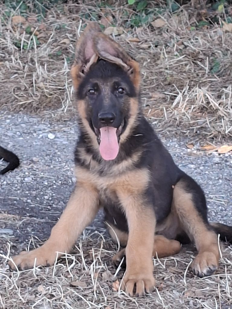 Des Bergers Du Garon - Chiots disponibles - Berger Allemand