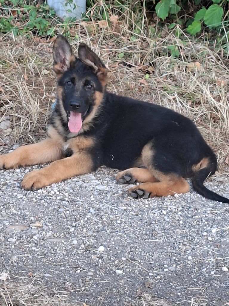 Des Bergers Du Garon - Chiots disponibles - Berger Allemand