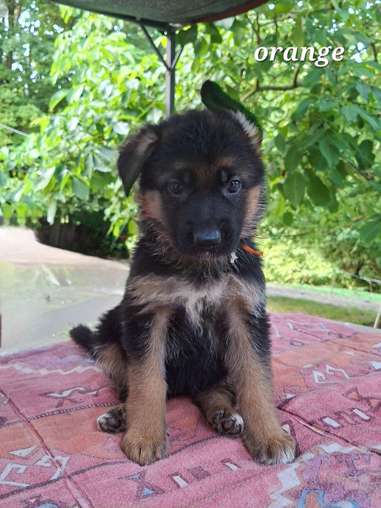 Des Bergers Du Garon - Chiots disponibles - Berger Allemand