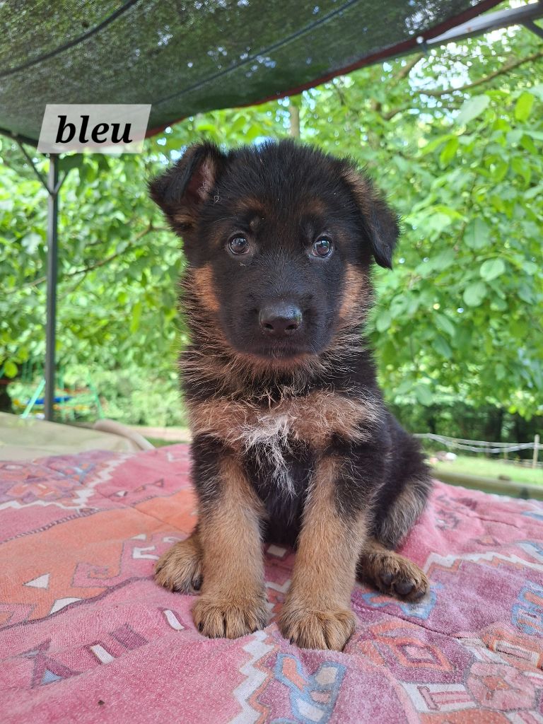 Des Bergers Du Garon - Chiots disponibles - Berger Allemand