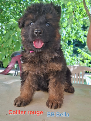 BB BELLA