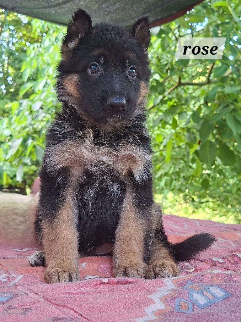Des Bergers Du Garon - Chiots disponibles - Berger Allemand
