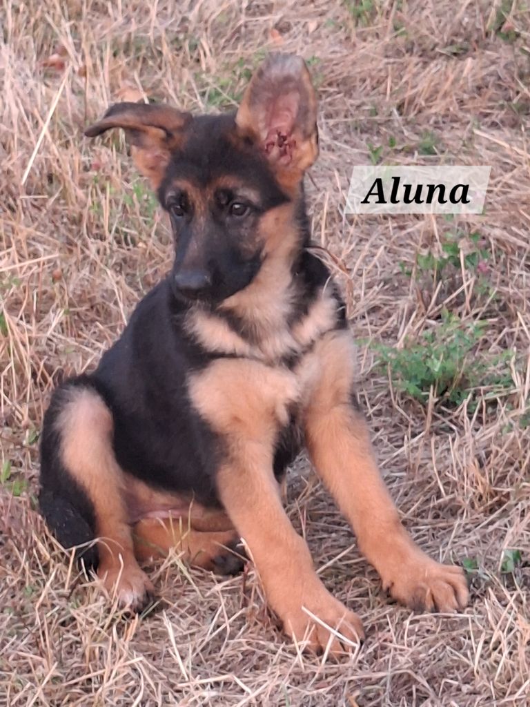 Des Bergers Du Garon - Chiots disponibles - Berger Allemand