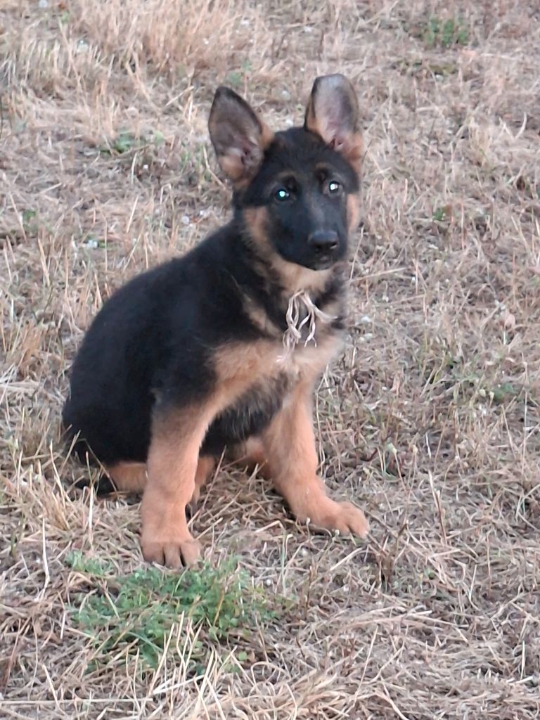 Des Bergers Du Garon - Chiots disponibles - Berger Allemand